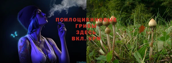 крисы Вязники